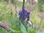 Aconite